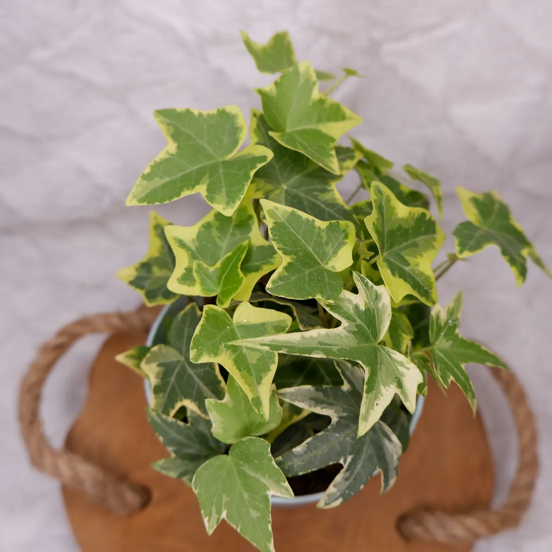 bluszcz-hedera-helix-mix-don-9cm-rodzaj-rosliny-rosliny-zielone