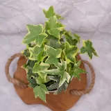 bluszcz-hedera-helix-mix-don-9cm-waga-z-opakowaniem-1-kg
