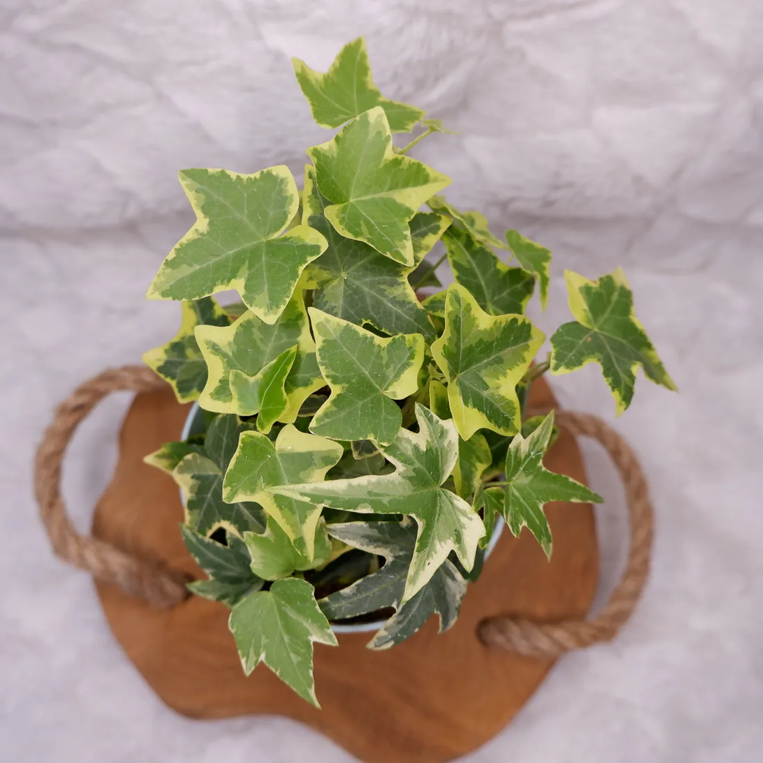 bluszcz-hedera-helix-mix-don-9cm