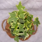 bluszcz-hedera-helix-mix-don-9cm-roslina-w-postaci-sadzonka-w-pojemniku-do-05l