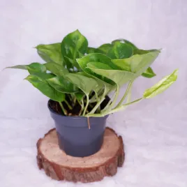 epipremnum-pinnatum-global-green-don-12cm