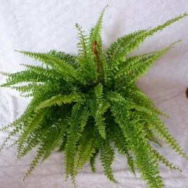paproc-krolewska-nefrolepis-xl-don-wisz-19cm
