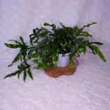 microsorum-diversifolium-paproc-kangurza-don-12cm