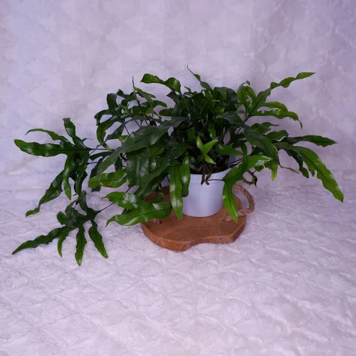 microsorum-diversifolium-paproc-kangurza-don-12cm-rodzaj-rosliny-rosliny-zielone