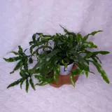 microsorum-diversifolium-paproc-kangurza-don-12cm-rodzaj-rosliny-rosliny-zielone