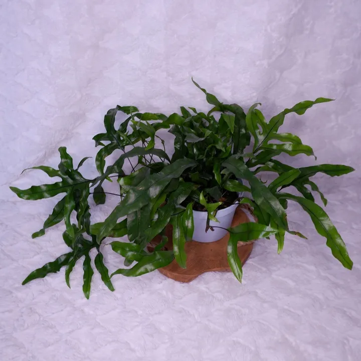 microsorum-diversifolium-paproc-kangurza-don-12cm-rodzaj-rosliny-rosliny-zielone