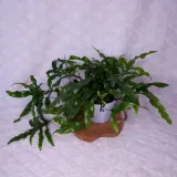 microsorum-diversifolium-paproc-kangurza-don-12cm-waga-z-opakowaniem-1-kg