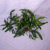 microsorum-diversifolium-paproc-kangurza-don-12cm-roslina-w-postaci-sadzonka-w-pojemniku-05-1l