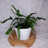 microsorum-diversifolium-paproc-kangurza-don-12cm-rodzaj-rosliny-rosliny-zielone-waga-z-opakowaniem-1-kg