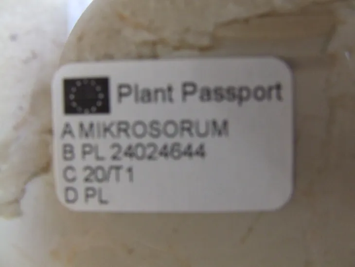 microsorum-diversifolium-paproc-kangurza-don-12cm-rodzaj-rosliny-rosliny-zielone-roslina-w-postaci-sadzonka-w-pojemniku-05-1l