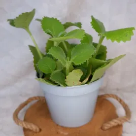 oregano-kubanskie-kilka-sadzonek-don-13cm