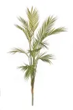 palma-areka-125cm