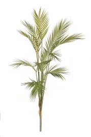 palma-areka-125cm