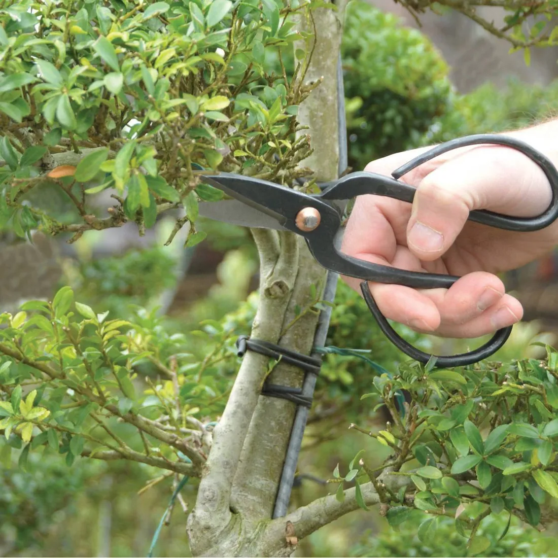 nozyce-do-drzewek-bonsai