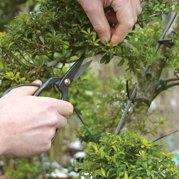 nozyce-do-drzewek-bonsai-stan-nowy