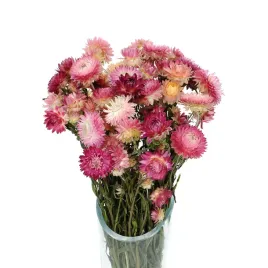 suszone-kocanki-rozowe-niesmiertelnik-helichrysum-bukiet