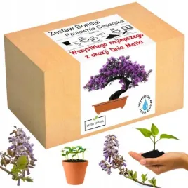 prezent-dzien-mamy-matki-drzewko-szczescia-bonsai