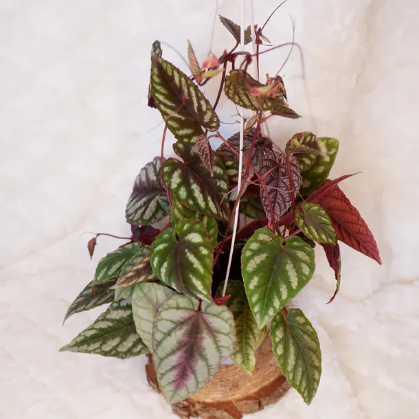 cisus-discolor-cissus-don-13cm-roslina-w-postaci-sadzonka-w-pojemniku-05-1l-rodzaj-rosliny-rosliny-zielone
