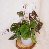 cisus-discolor-cissus-don-13cm-roslina-w-postaci-sadzonka-w-pojemniku-05-1l-waga-z-opakowaniem-1-kg