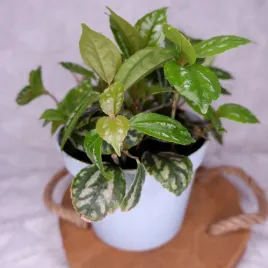 pilea-cadiera-don-13cm