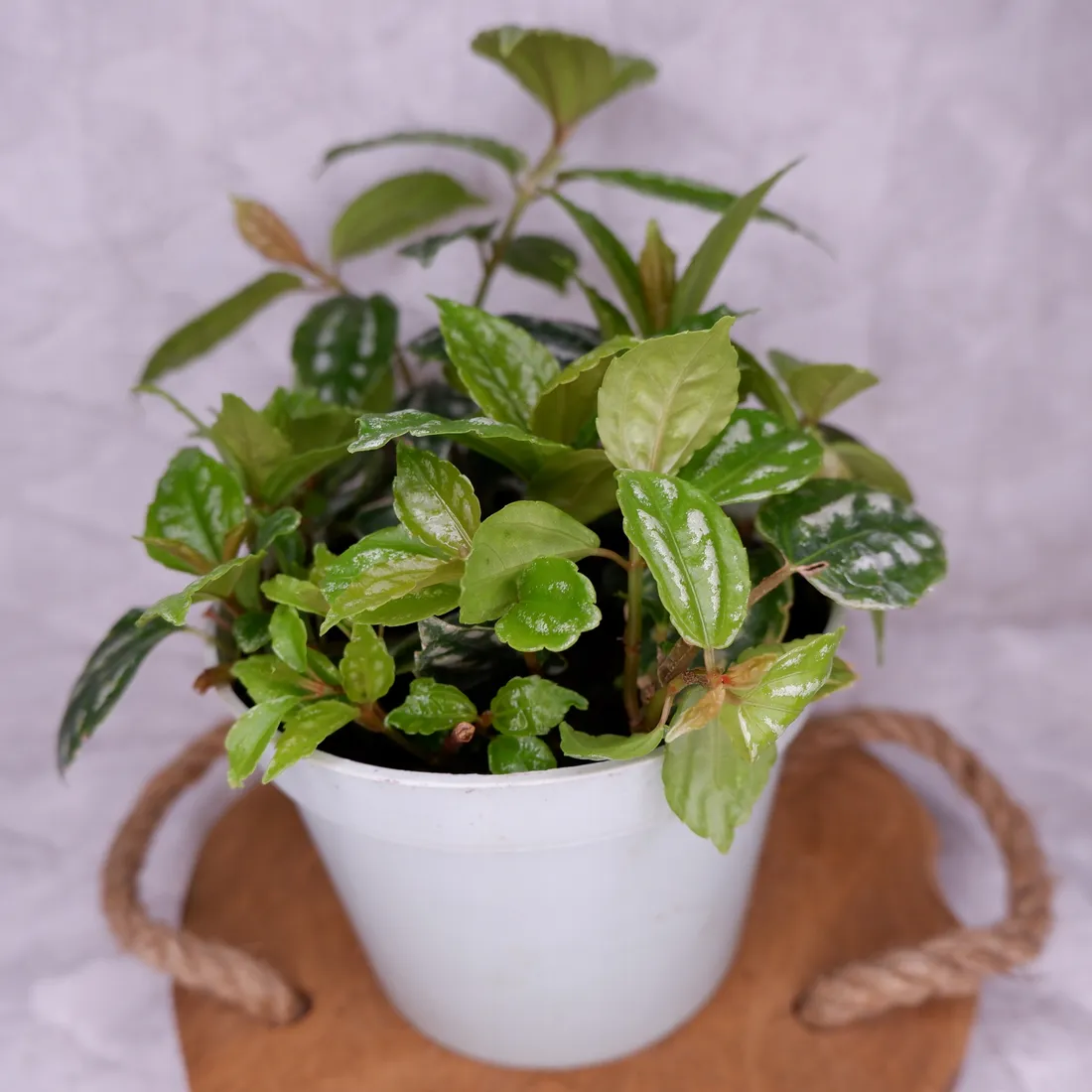 pilea-cadiera-don-13cm
