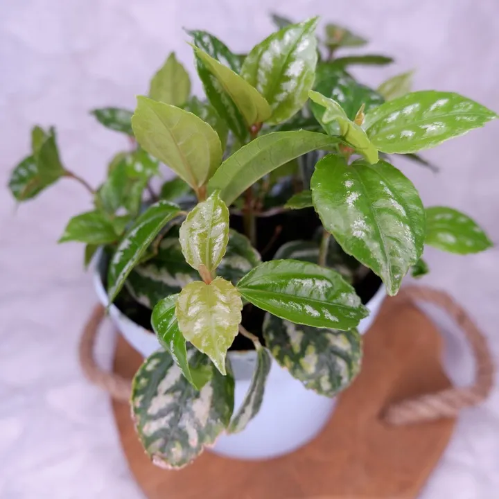 pilea-cadiera-don-13cm-rodzaj-rosliny-rosliny-zielone