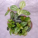 pilea-cadiera-don-13cm-roslina-w-postaci-sadzonka-w-pojemniku-05-1l