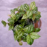 pilea-cadiera-don-13cm-odmiana-pilea
