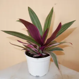 spathacea-reo-variegata-don-13cm