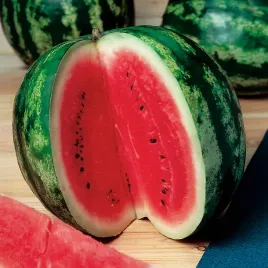 arbuz-kawon-crimson-sweet-plenny-odporny-slodki-soczysty-nasiona-arbuza