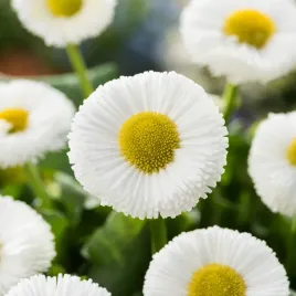 stokrotka-biala-nasiona-kwiatow-geste-kwiaty-o-snieznej-barwie