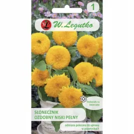 slonecznik-teddy-bear-ozdobny-niski-pelny-nasiona