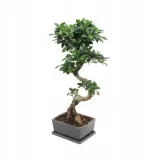 bonsai-strong-kroplownik-30-ml-rodzaj-nawozu-wieloskladnikowy