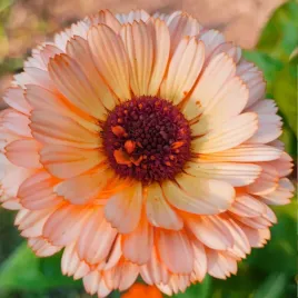 nagietek-pink-suprise-morelowo-rozowe-kwiaty-nasiona-1g-vilmorin