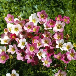 skalnica-mieszanka-nasiona-kwiatow-skalniak-drobne-barwne-kepy-do-rabat