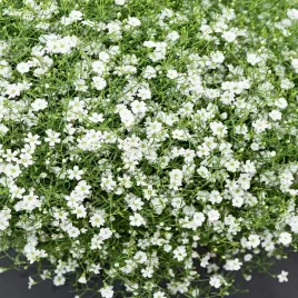 gipsowka-wiechowata-biala-wieloletnia-nasiona