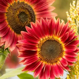 slonecznik-ozdobny-mix-kolorow-2g-nasiona