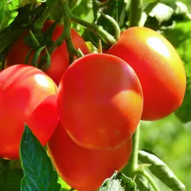 pomidor-szejk-bardzo-plenny-sejk-nasiona-05g