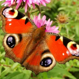 mieszanka-roslin-przyciagajaca-motyle-1g