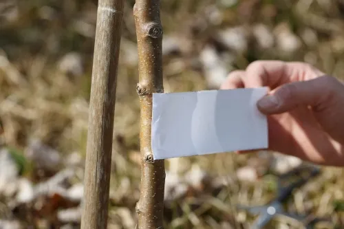 bros-lep-opaska-do-drzew-5mb-stan-nowy-rodzaj-lep