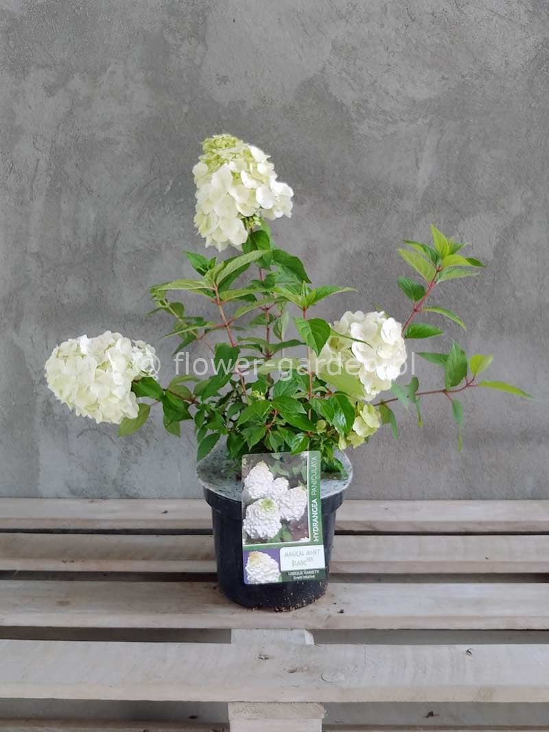 Hortensja bukietowa Magical Mont Blanc C3 - ERLI.pl