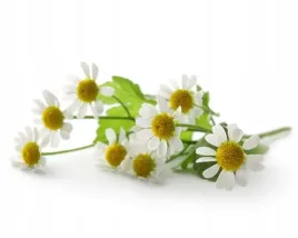 rumianek-equiherbs-kwiat-suszony-eko-torba-1000g