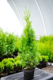 tuja-szmaragd-30-50cm-wysoka-na-zywoplot