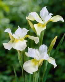 irys-syberyjski-moon-silk-piekne-kwiaty-numer-1