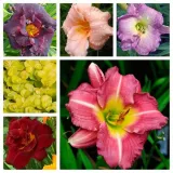 ciemiernik-single-super-yellow-crossing-roslina-w-postaci-sadzonka-w-pojemniku-1-2l