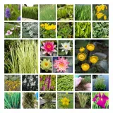 funkia-hosta-gold-standard-do-ogrodu-kolor-kwiatow-inny-kolor-roslina-w-postaci-sadzonka-z-golym-korzeniem