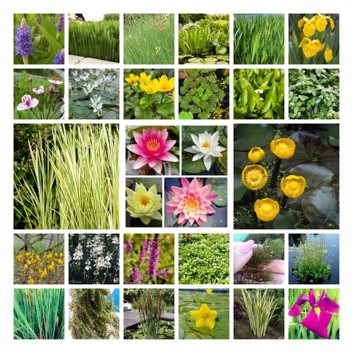 funkia-hosta-gold-standard-do-ogrodu