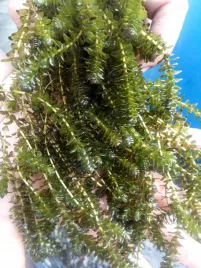 10x-moczarka-elodea-do-oczka-natlenia-oczyszcza