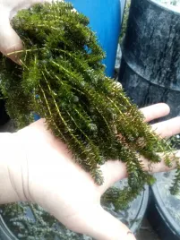 10x-moczarka-elodea-do-oczka-natlenia-oczyszcza-oczko