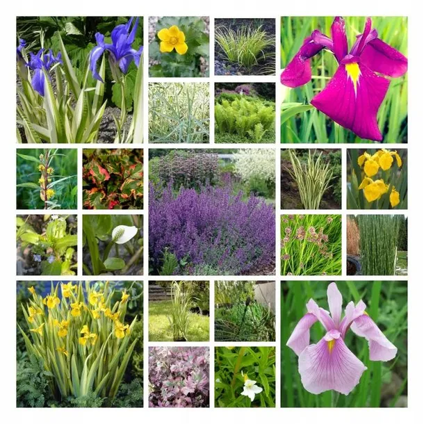 iris-ensata-dinner-plate-jell-o-irys-japonski-rodzaj-rosliny-inny-kolor-kwiatow-fioletowe-niebieskie-roznobarwne-inny-kolor